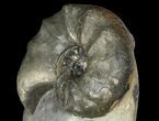 Large, Triassic Ammonite (Ceratites) Fossil - Germany #94066-2